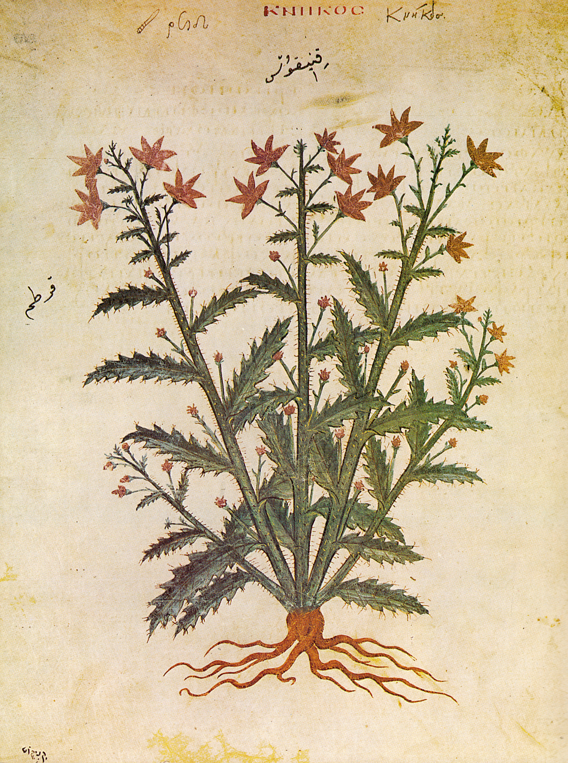 Safflower, 6th century