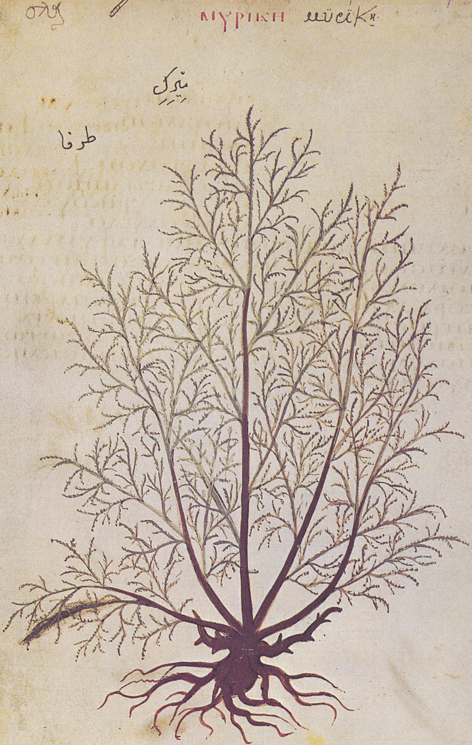 Tamarisk, 6th century