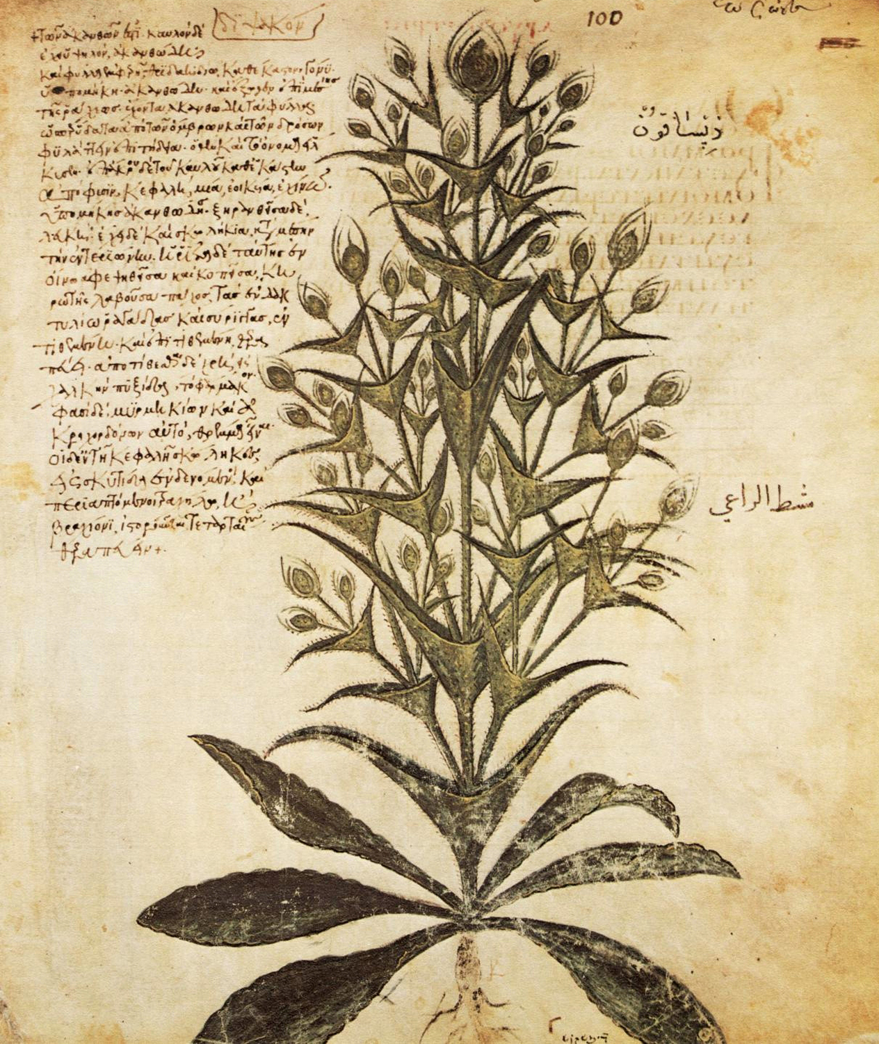 CommonTeasel, c. 512 AD