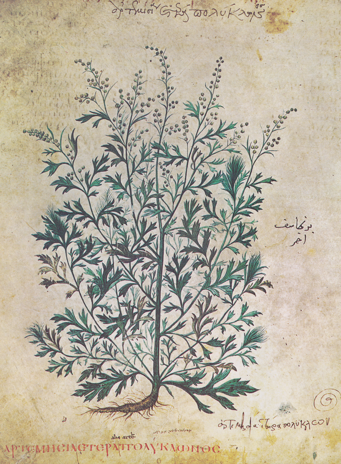 Artemisia polyclonos (aromatic plants), 6th century