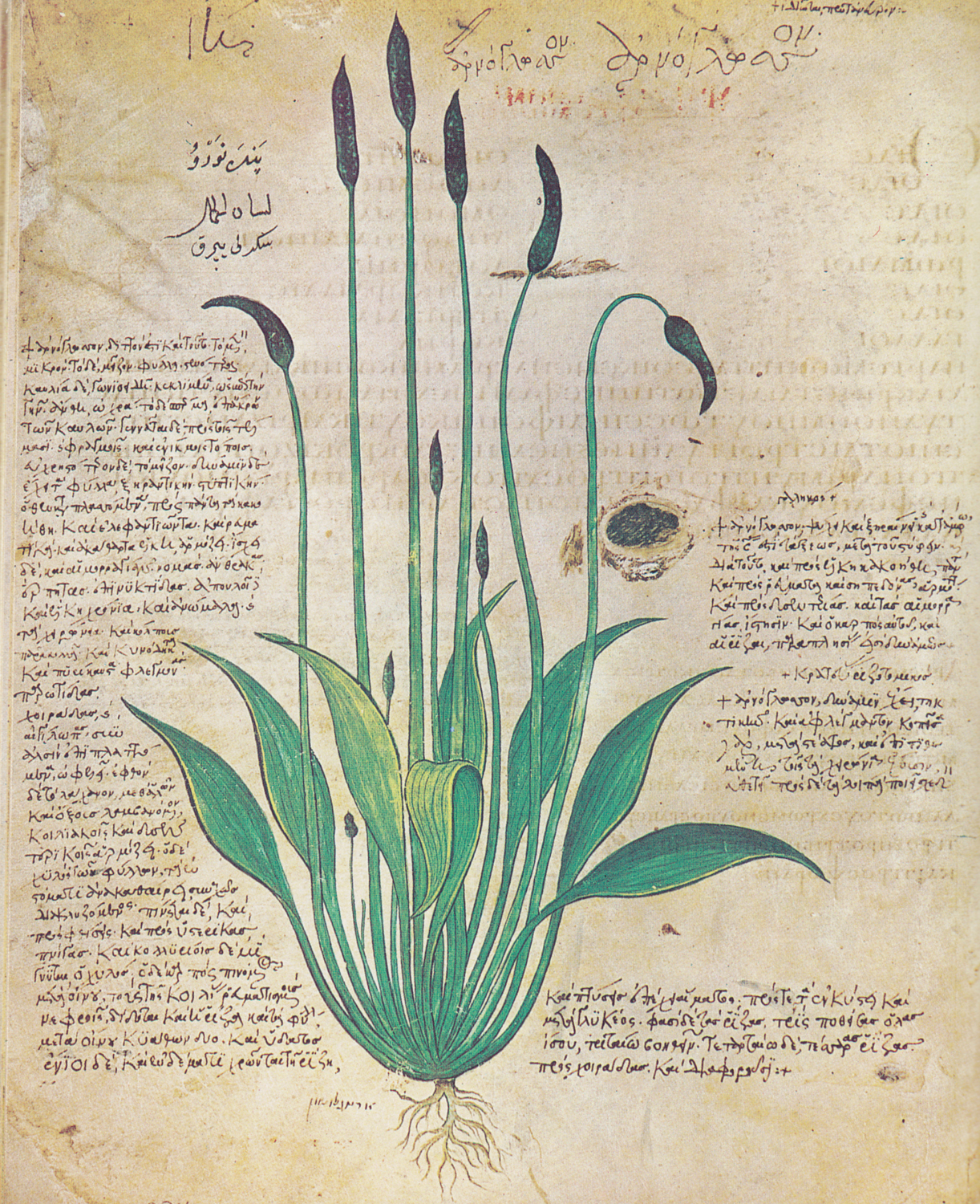 Plantago lanceolata (lamb's tongue), 6th century
