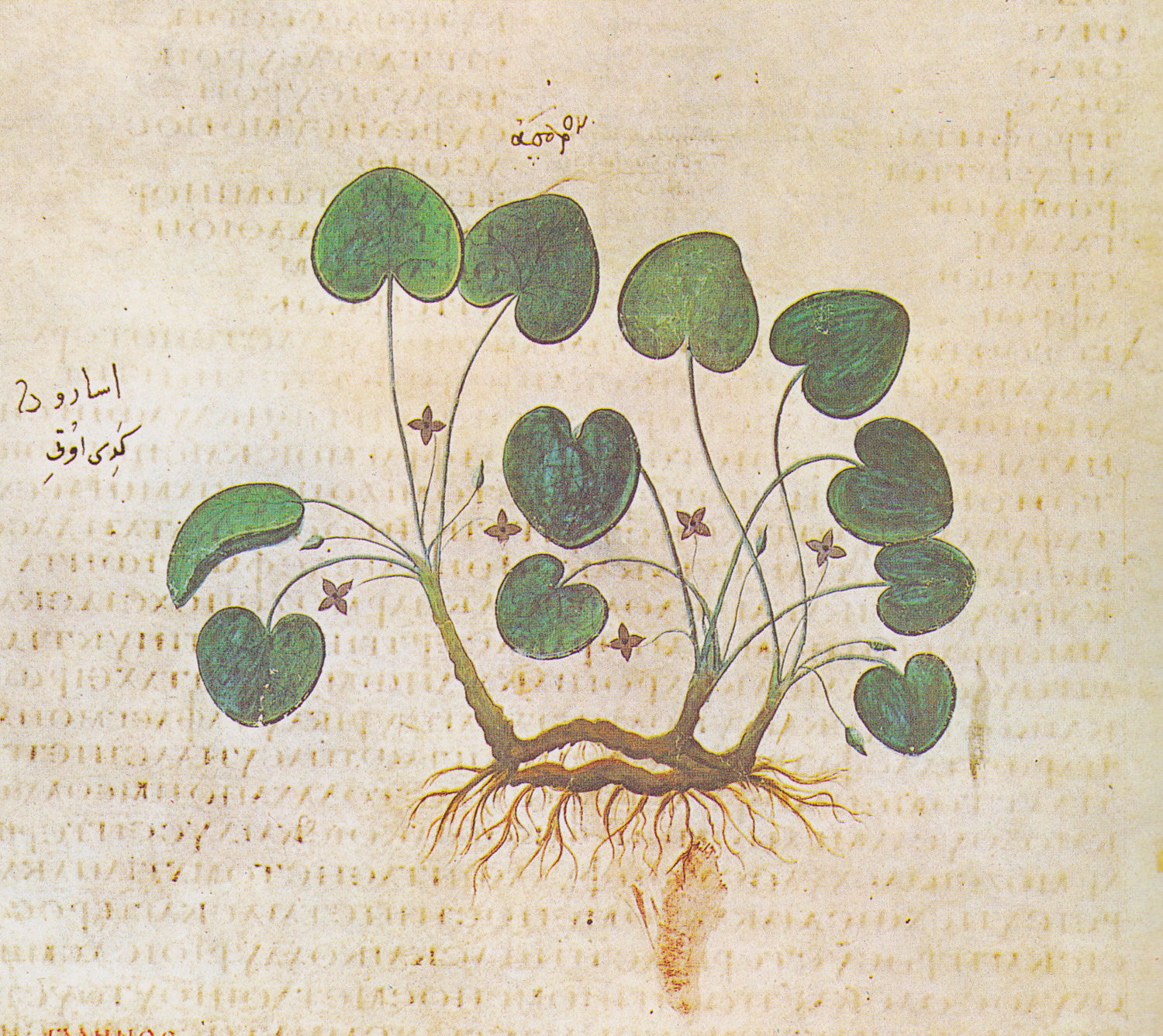 Wild Ginger, 6th century