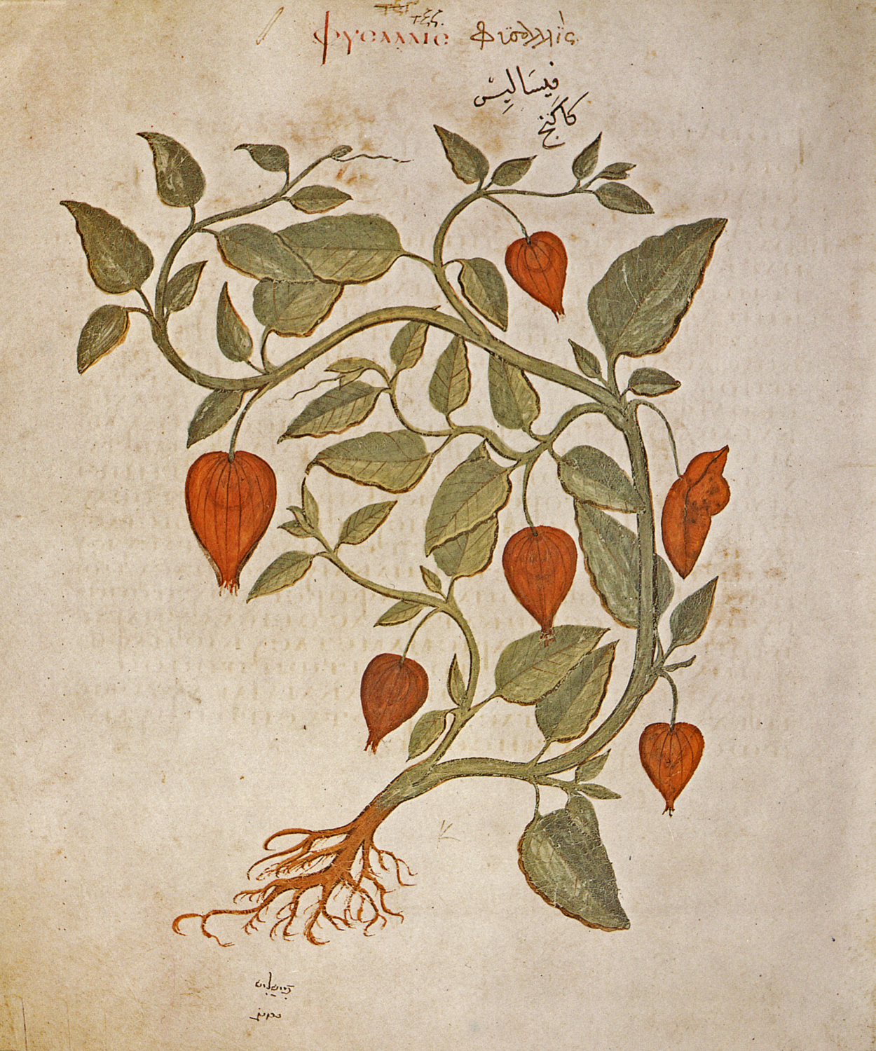 Chinese Lantern Plant, c. 512 AD