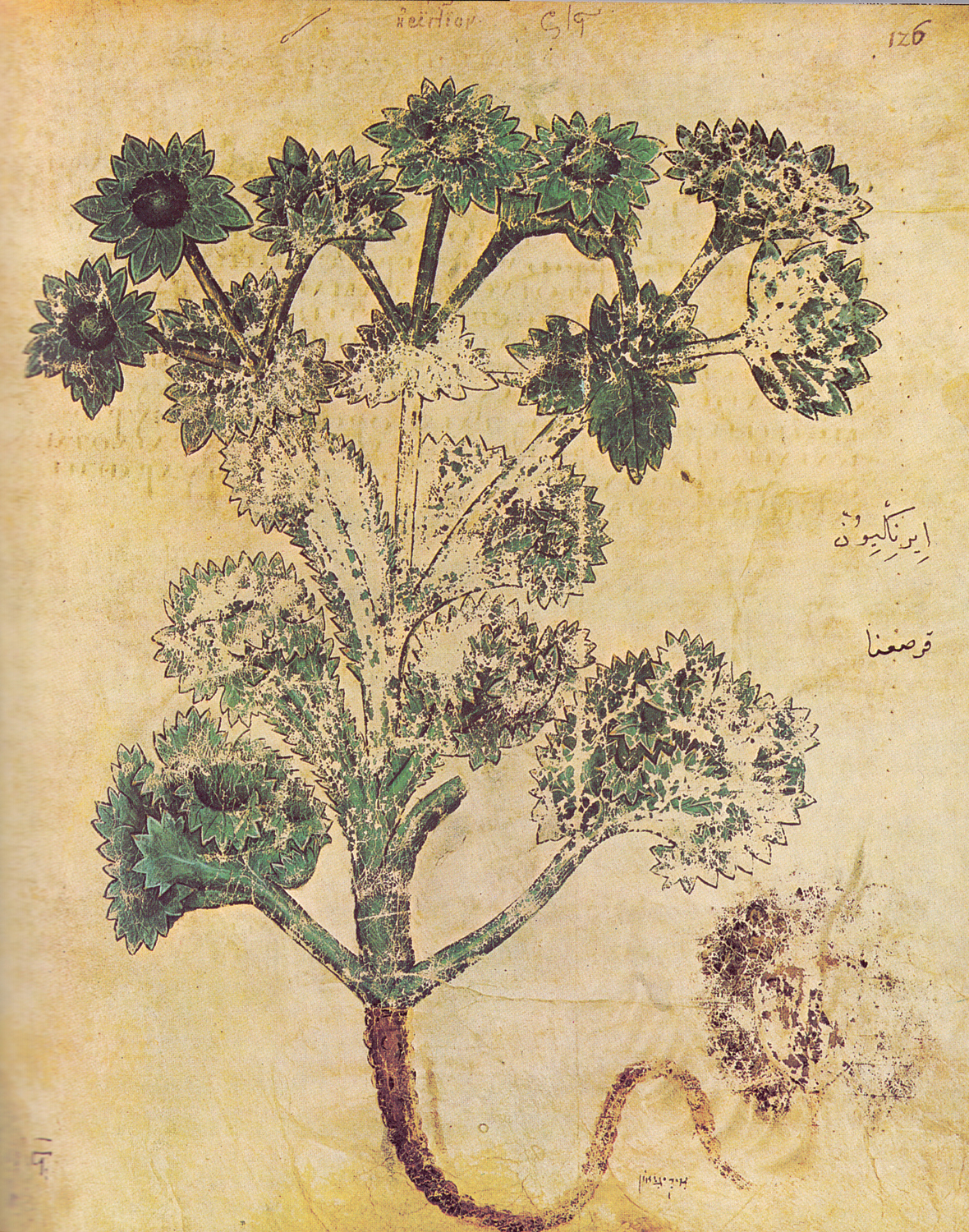 Field Sea Lily, 6th century