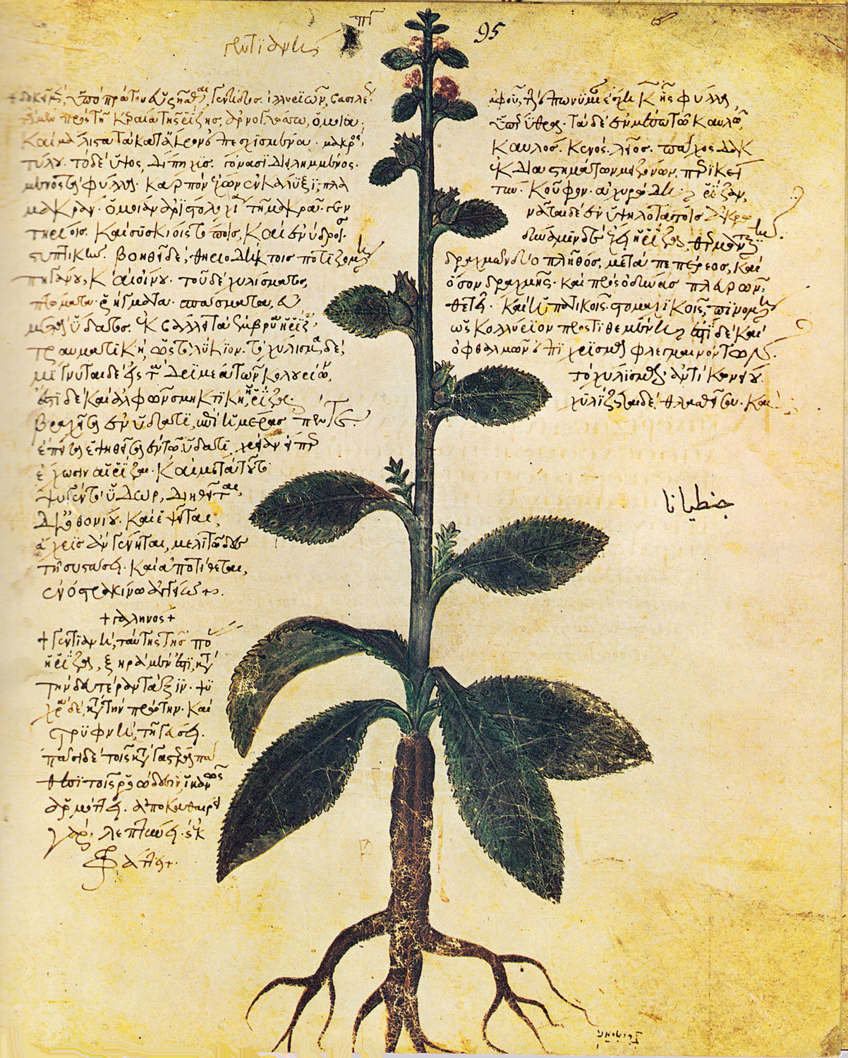 Gentian, 6th century