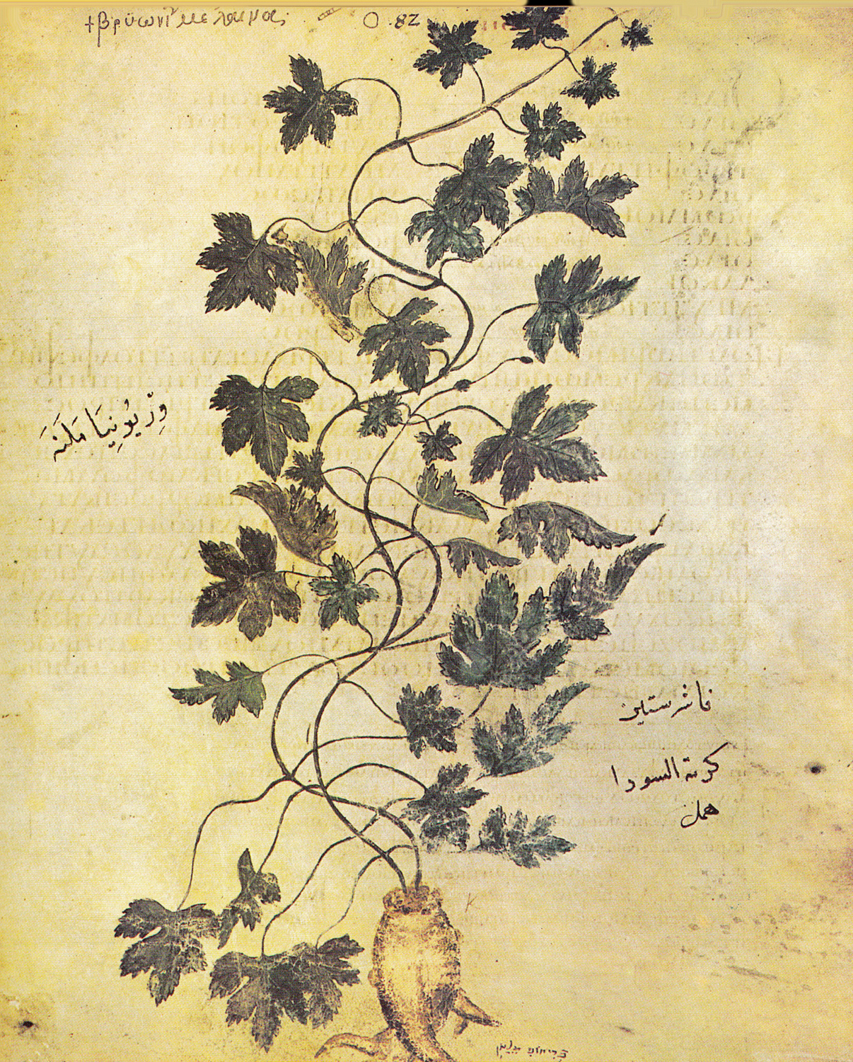 White Bryony (Bryonia alba), 6th century