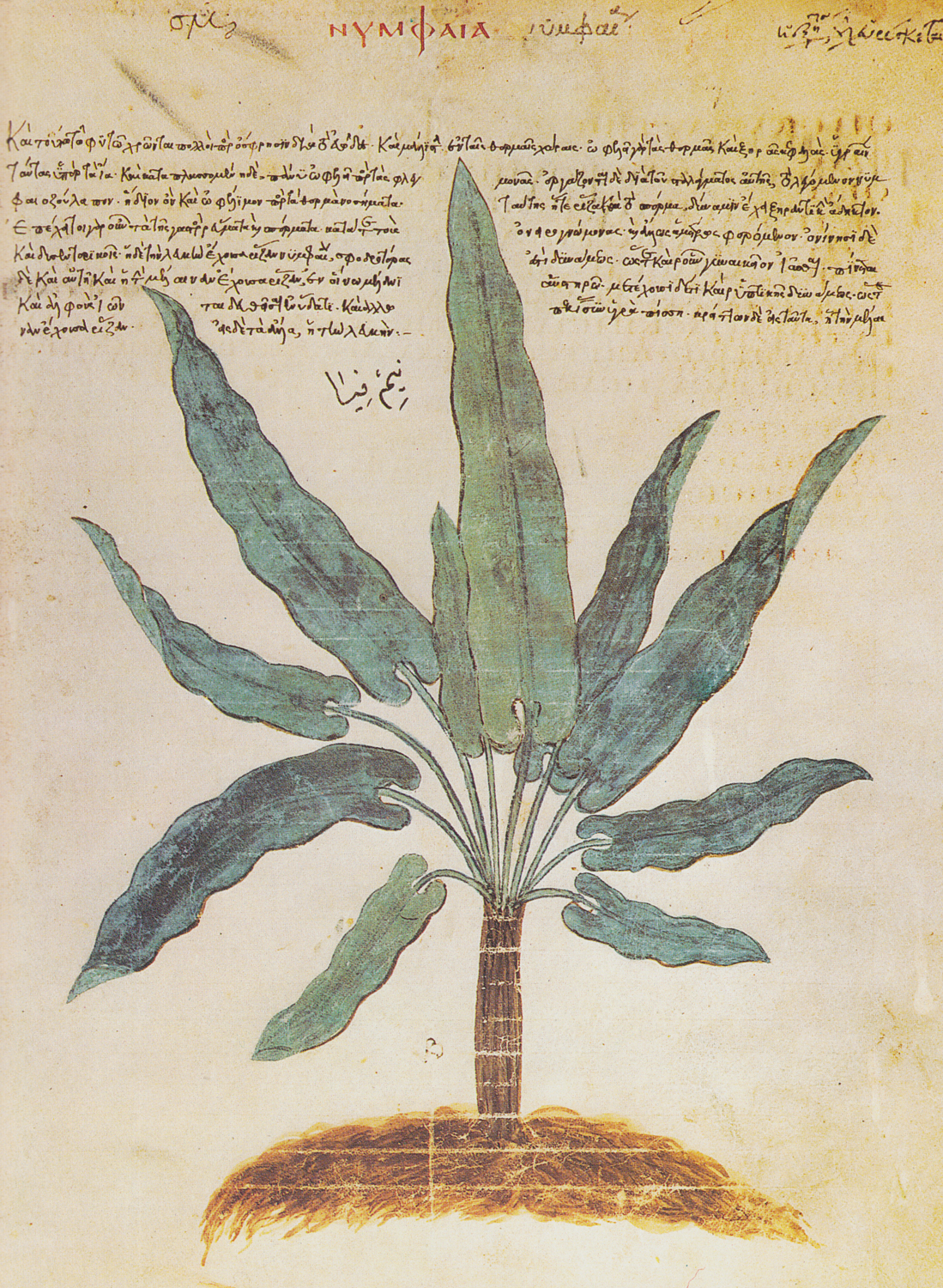 Water Lilies, 6th century