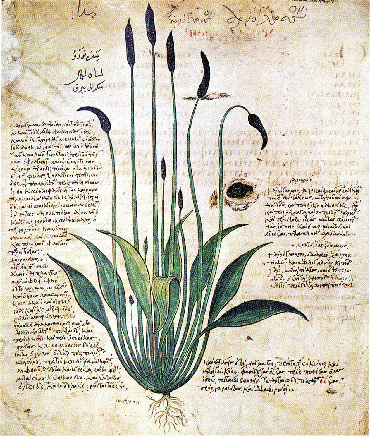 Herbal Plant, c. 512 AD