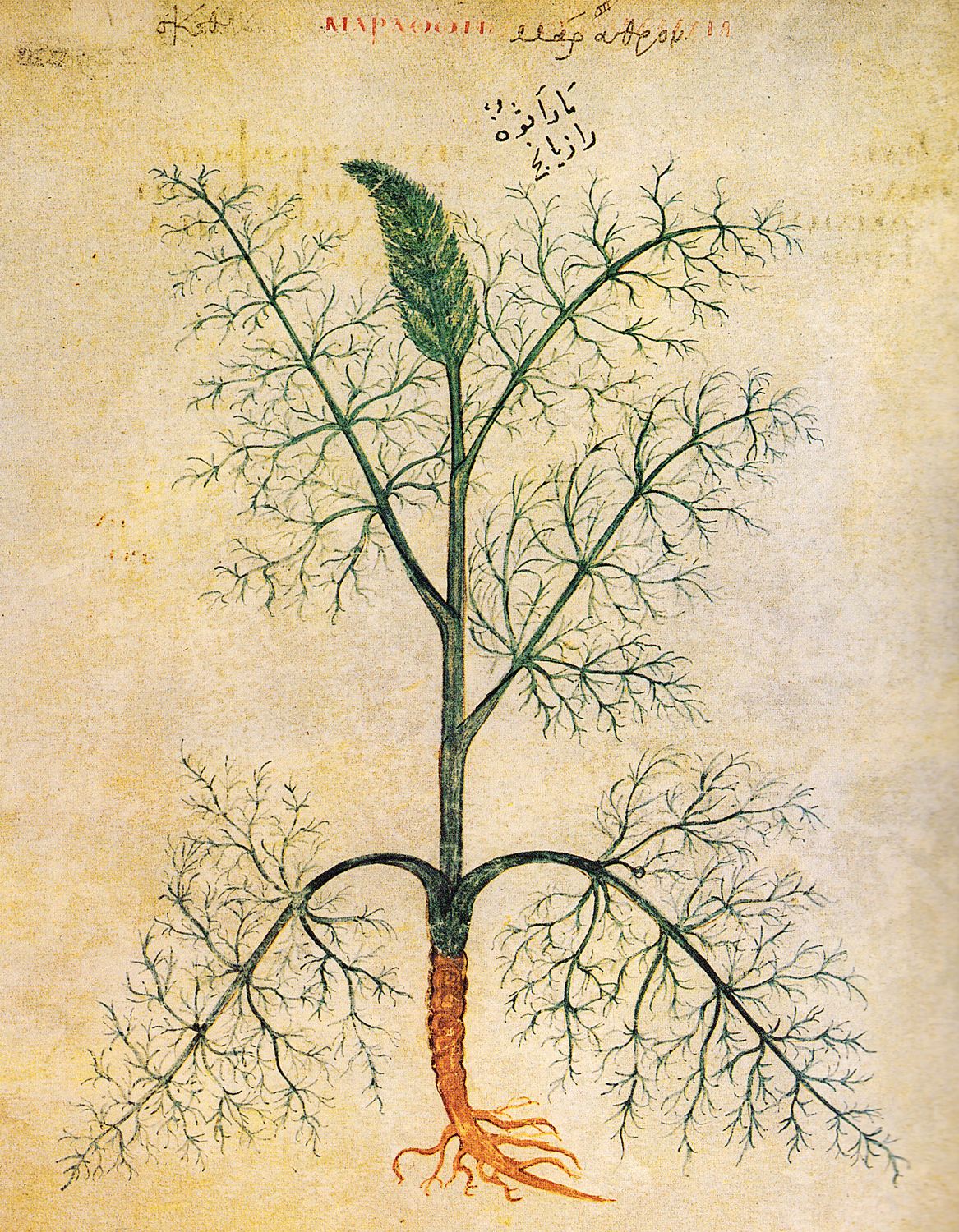 Fennel (Foeniculum vulgare), 6th century
