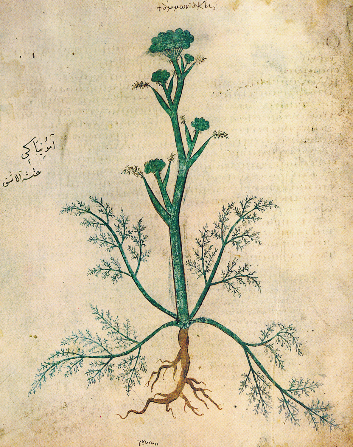 Ammoniac Plant, 6th century