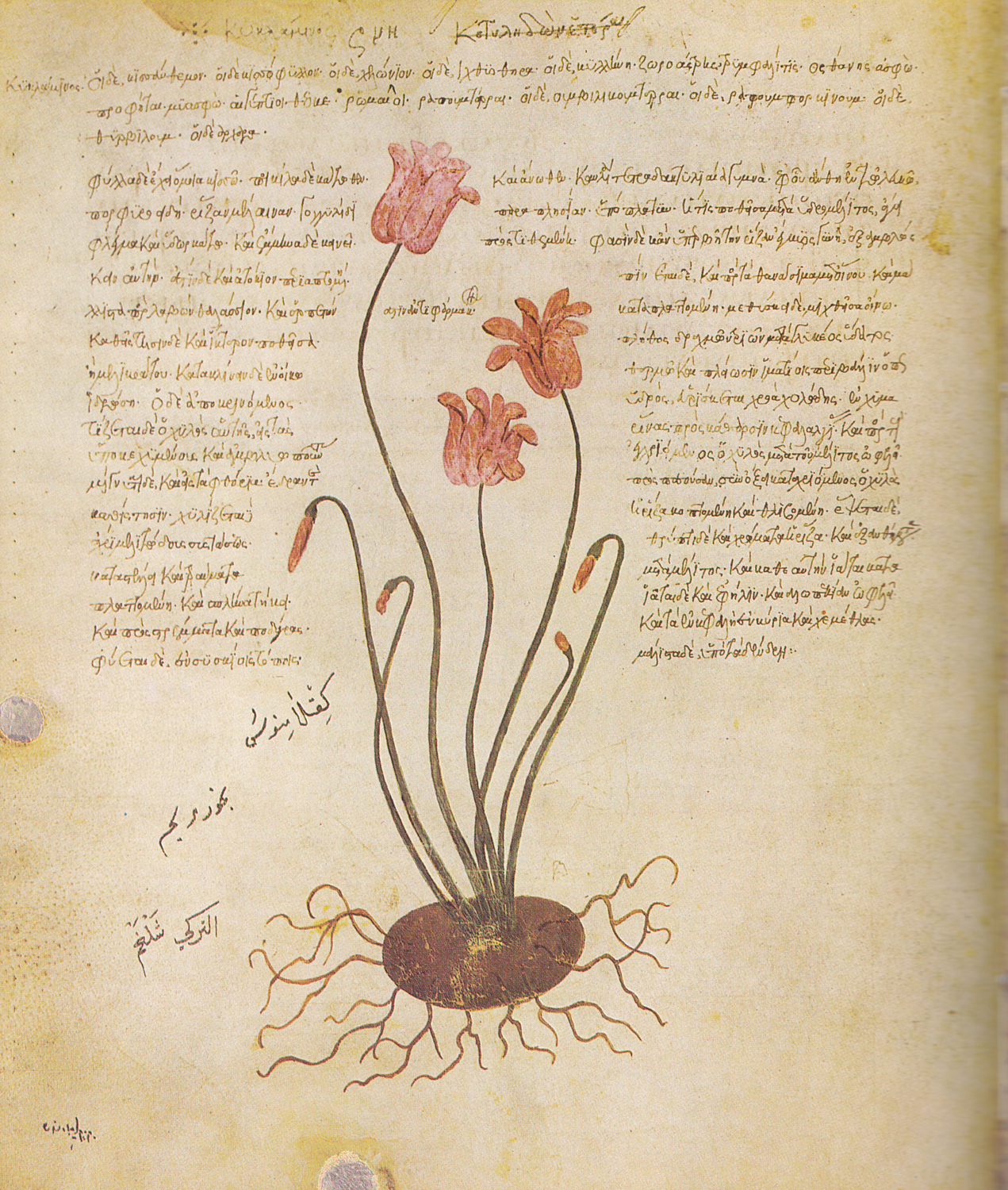 Cyclamen, 6th century