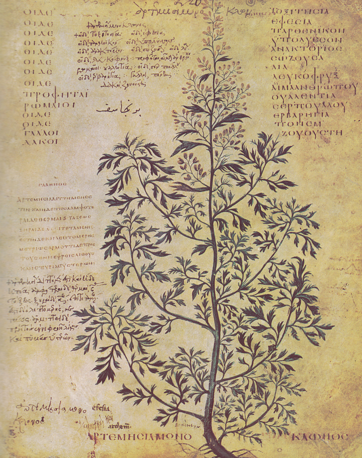 Species of Wormwood, 6th century