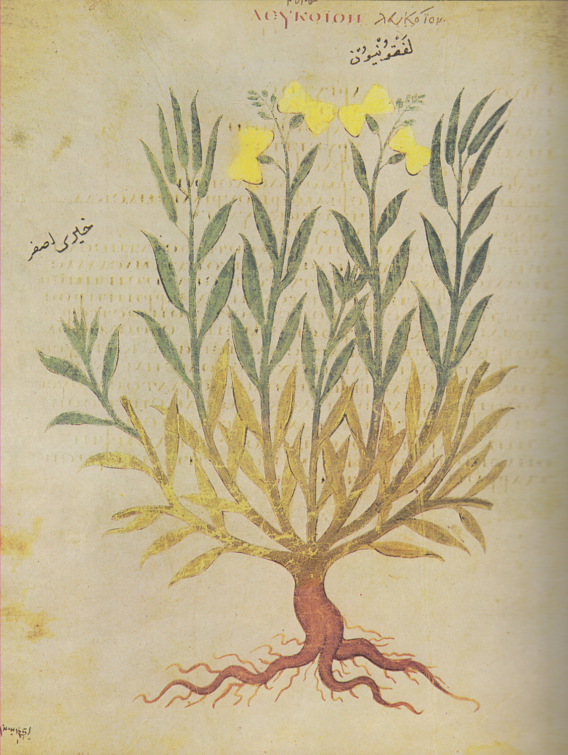 Snowflake Plant, 6th century