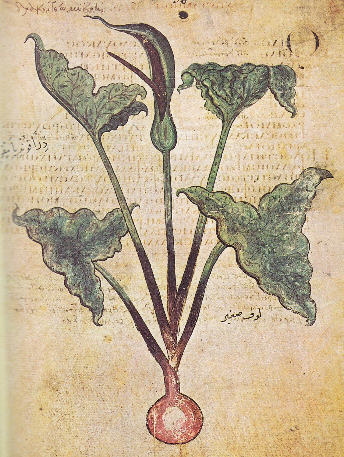 Dragon Arum, 6th century