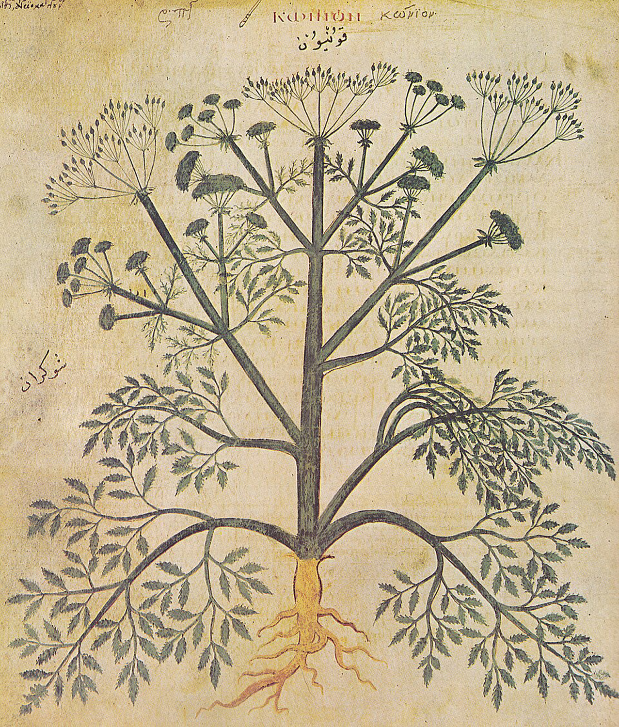 Poison Hemlock, 6th century