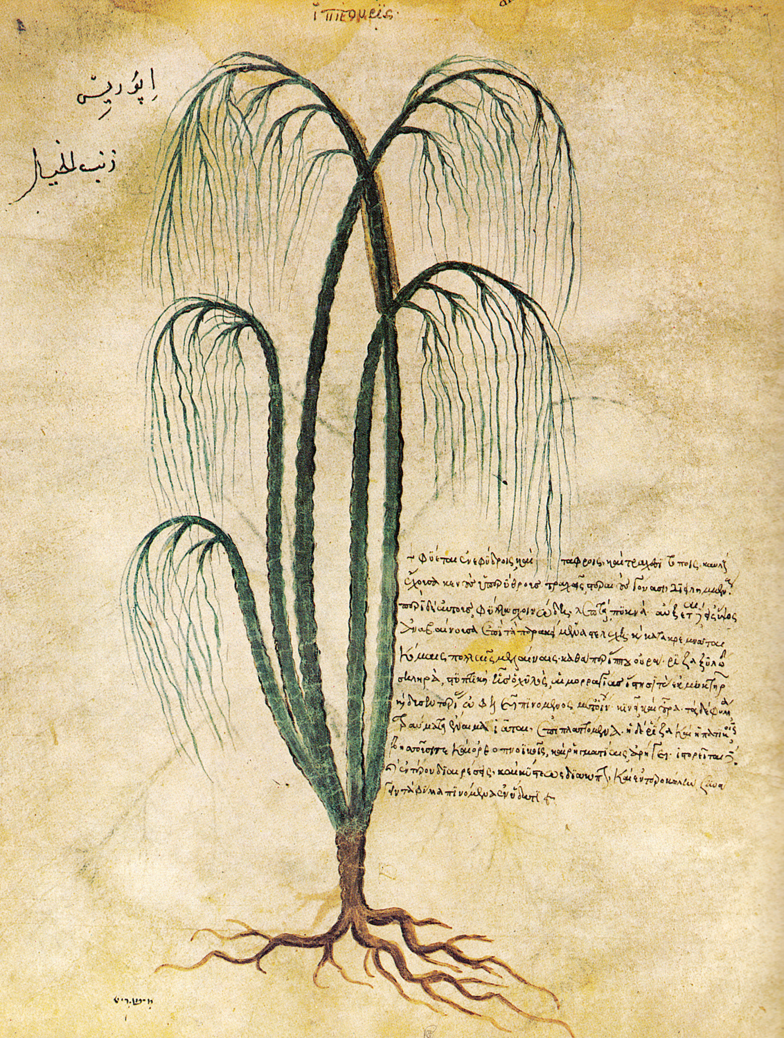Horsetails, 6th century