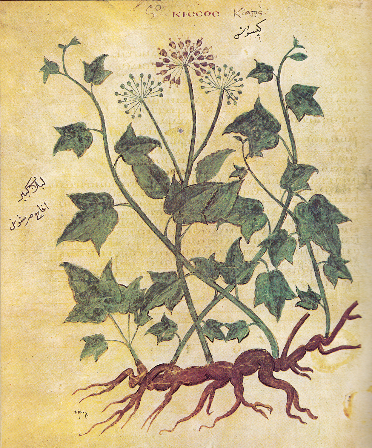 English Ivy, 6th century