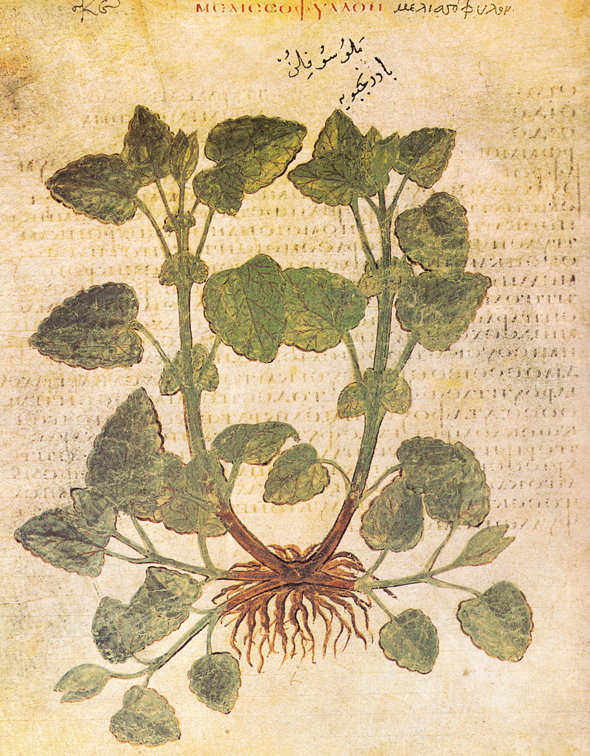 Lemon Balm (Melissa officinalis), 6th century