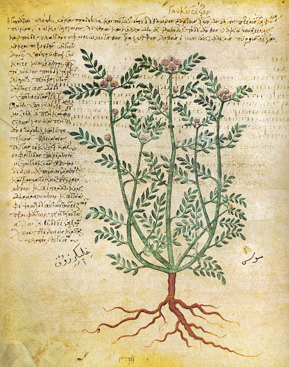 Licorice (Glycyrrhiza glabra), 6th century