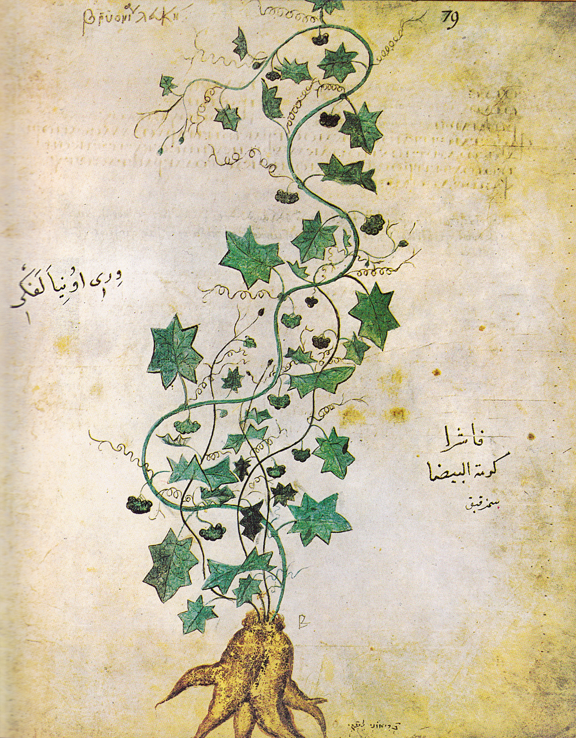 White Bryony, 6th century