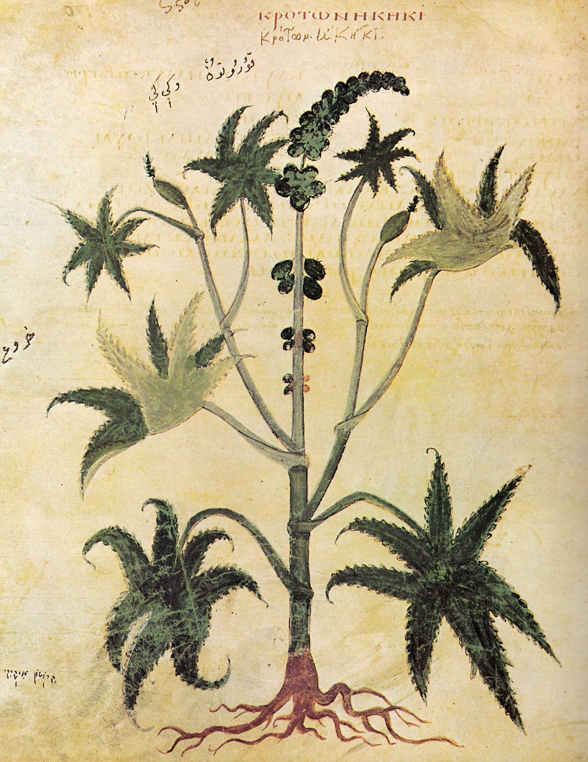 Castor Oil Plant, 6th century