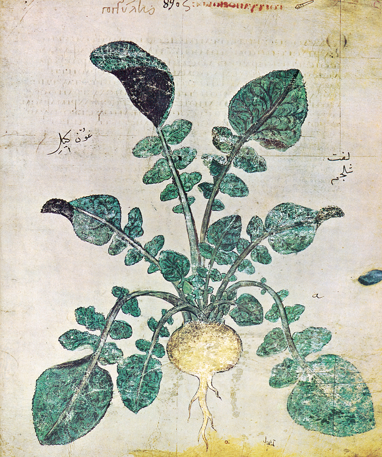 White Turnip, c. 512 AD