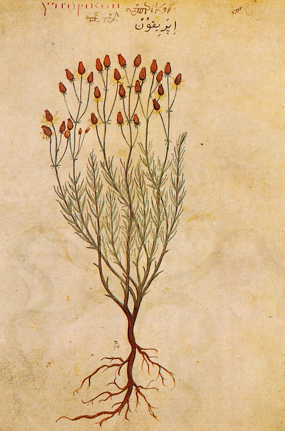 St. John's Wort (Hypericum perforatum), 6th century