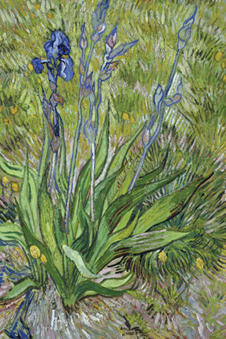 Iris