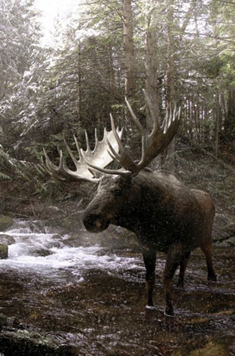 Moose Creek