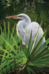 Palmetto Egret