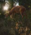 Deer Light