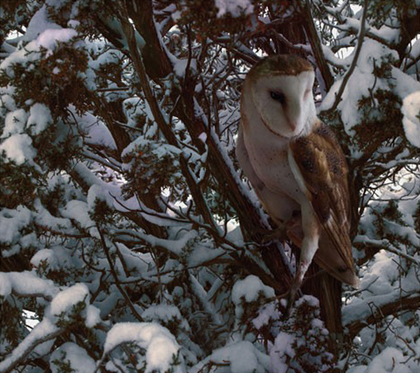 Snowy Owl