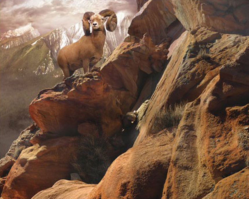 Rocky Bighorn