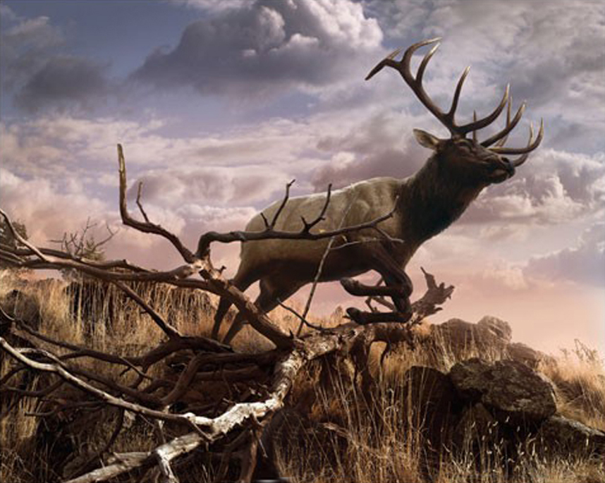 Elk Passage