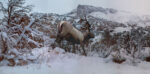 Snowy Elk