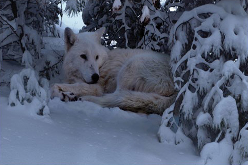 Snowy Wolf