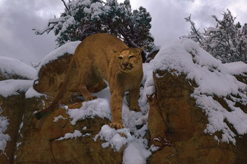 Snowy Cat