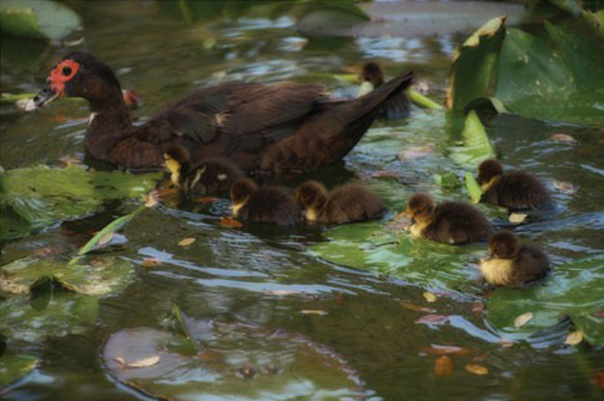 Ducky Swim