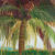 Tropics II Palm Tree
