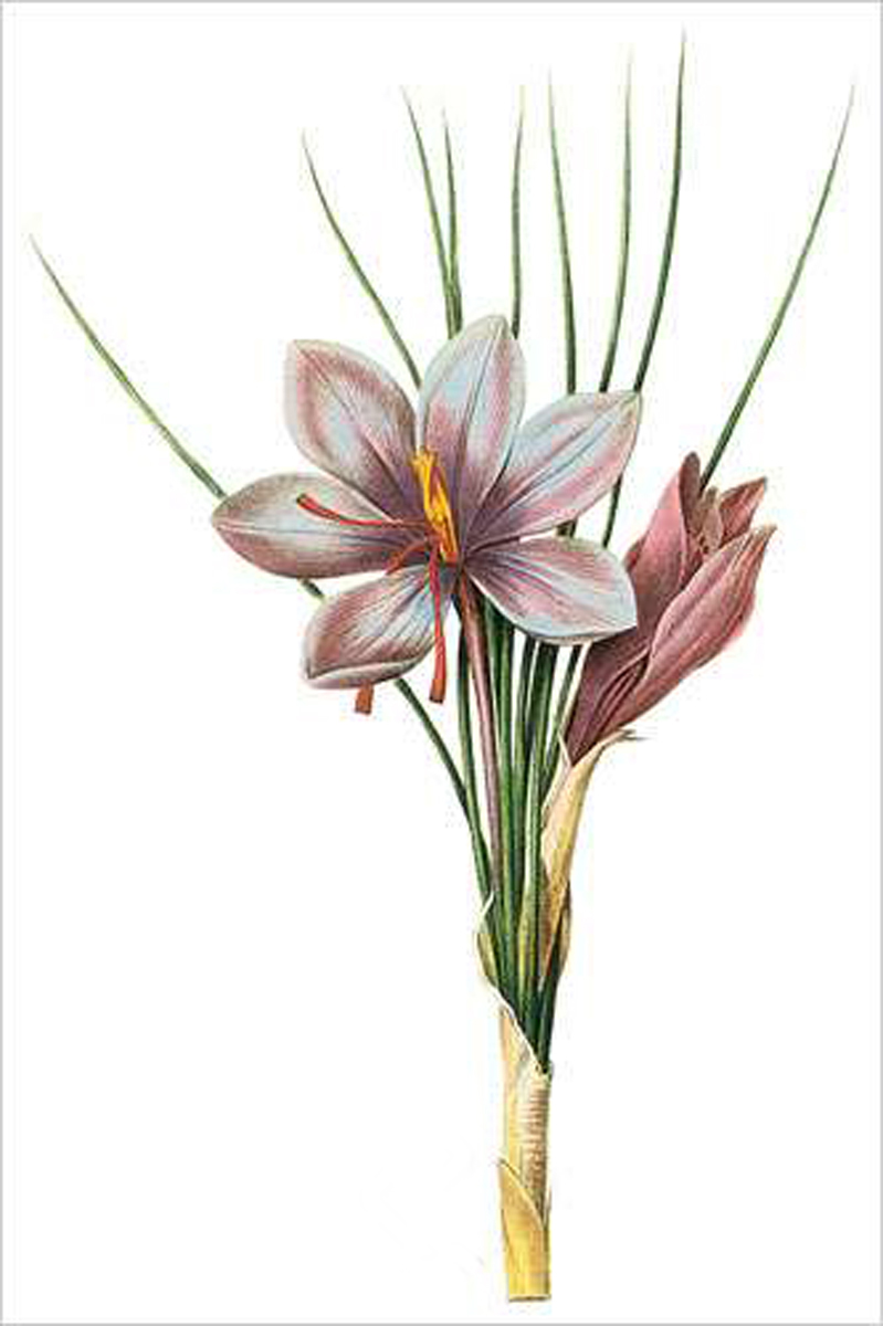 Saffron Crocus (bot. Crocus sativus)