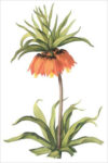Crown Imperial (bot. Fritillaria imperialis)