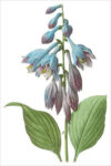 Daylily (bot. Hemerocallis caerulea)