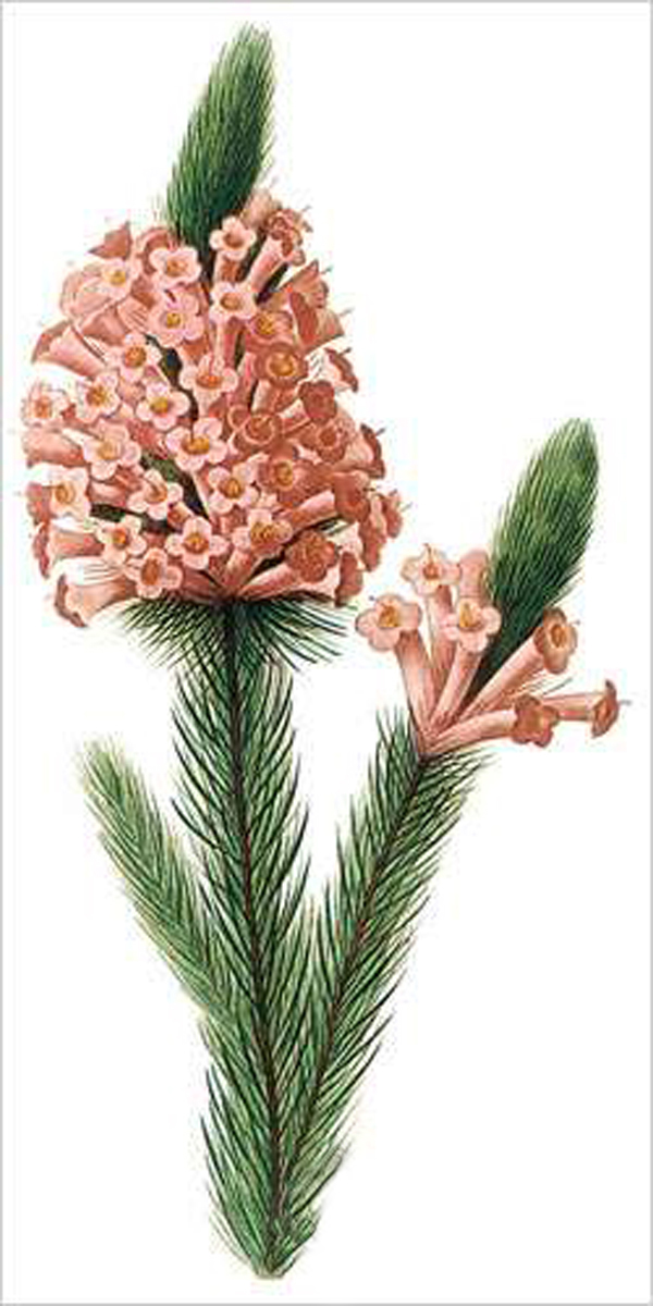 Heath (bot. Erica sp.)