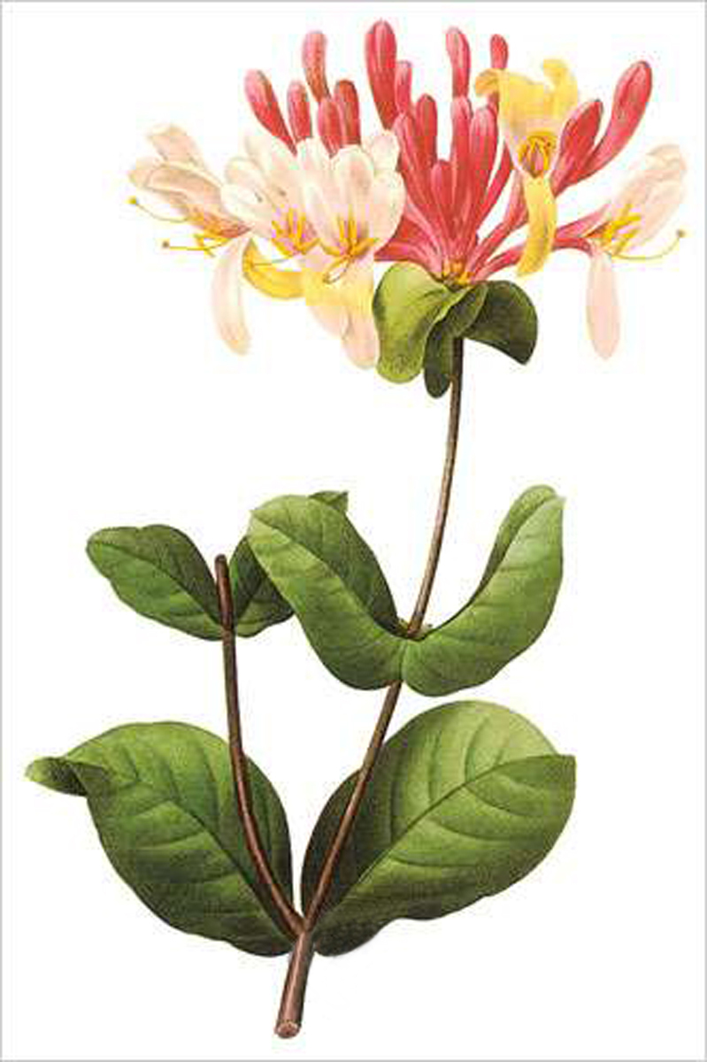 Honeysuckle (bot. Lonicera sp.)
