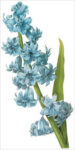 Hyacinth (bot. Hyacinthus sp.)