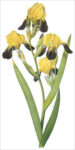 Brown-Flowered Iris (bot. Iris squalens)