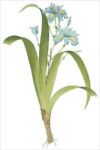 Fringed Iris (bot. Iris fimbriata)