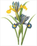 Spanish Iris (bot. Iris xiphium)