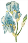 Sweet Iris (bot. Iris pallida)