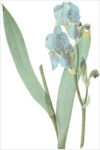 Sweet Iris (bot. Iris pallida)